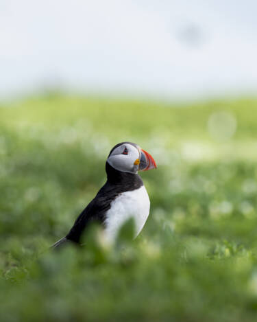 Nikon Magazine - How to get started as a wildlife photographer