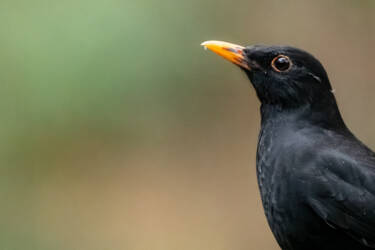 Nikon magazine - beginner bird photography with the Z5II and Samuel Houcken