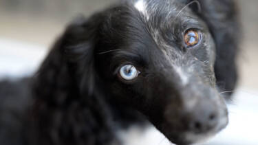 Nikon magazine - Alfie Bowen Pet photography